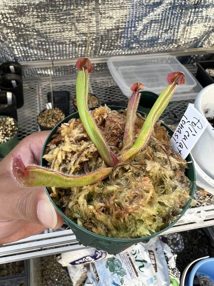 ヘリアンフォラ　シリアタ　heliamphora 食虫植物 Heliamphora ciliata #1